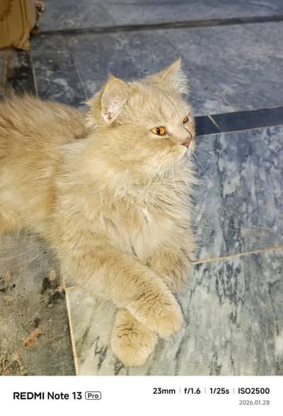 Persian cat for sale