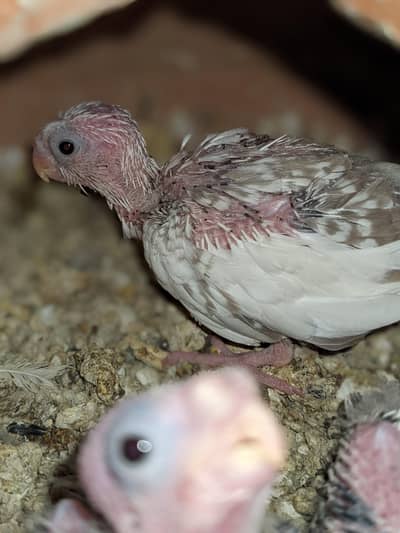 vpaid cocktail Bache