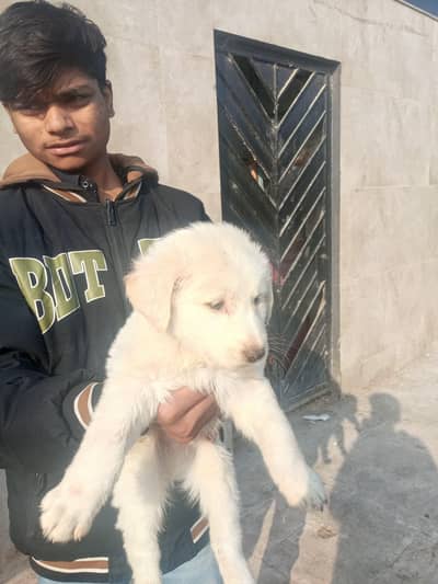 1 puppy 25000all puppy available 03475981324