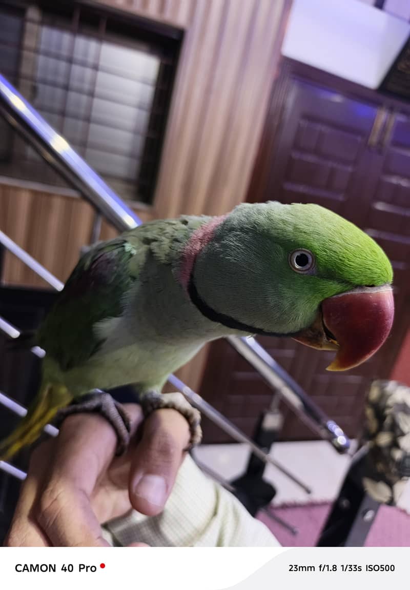 Raw parrot - Parrots - 1110834839