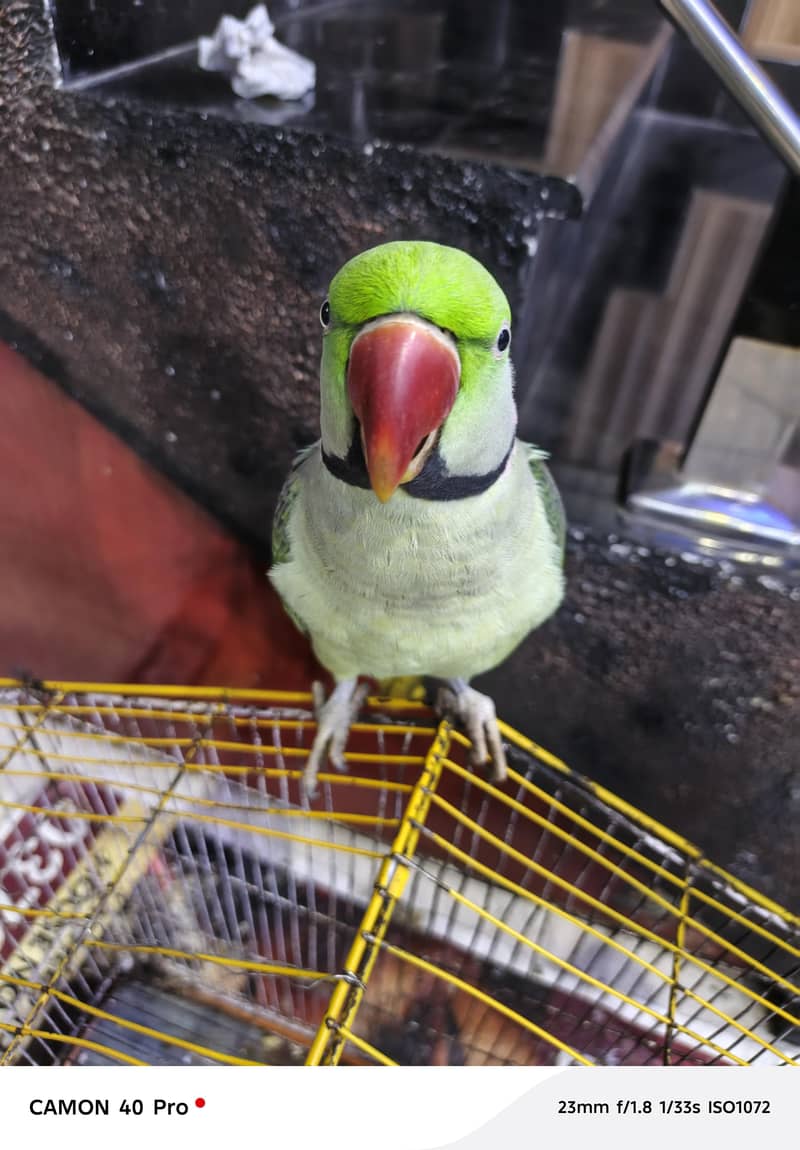 Raw parrot - Parrots - 1110834839
