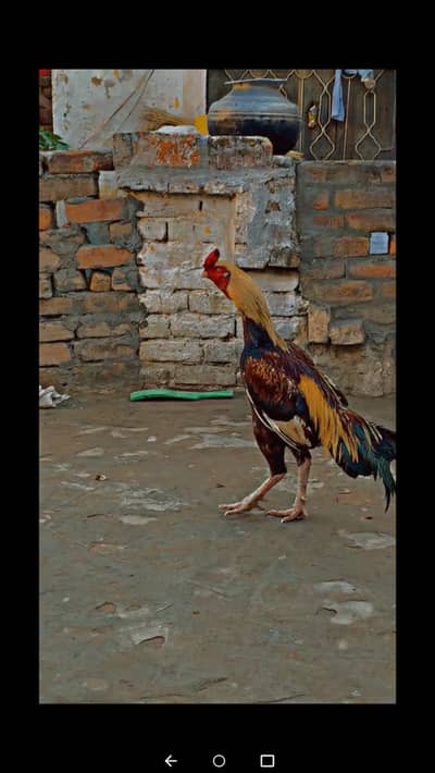 Arjunt sale . . bht hi achi nasal ka parendah hay . jo lay ga inshallah