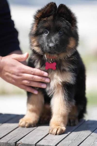 German shepherd puppies/German shepherd dog's