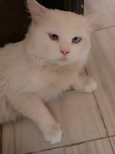 white Persian triple coated cat