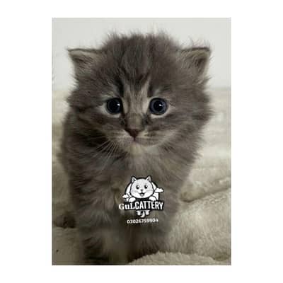 Persian British punch face piki face kitten cat available