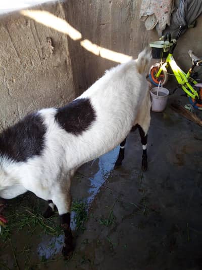 bakra for sale