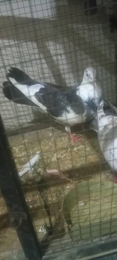 Fancy Pairs For Sale