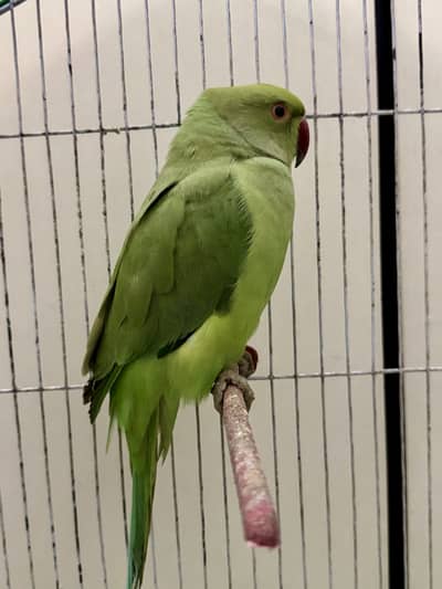 Breeding Female Parrot for sell