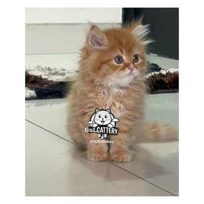Persian British punch face piki face kitten cat available