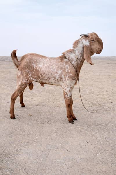 Pure Makha Cheeni Sale end crossing k lye avlb