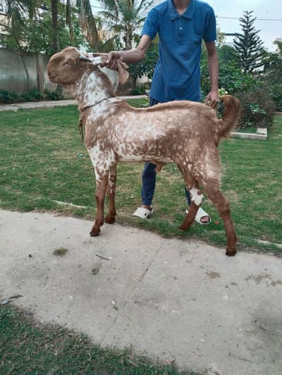 *pure Makhi Cheena sale + cross purpose| Bakra | breeder Goat | بکرا*