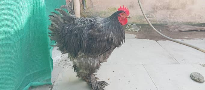 grey buff young male