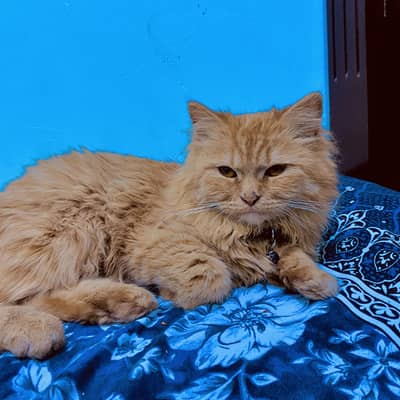 Brown persian cat with all accessories