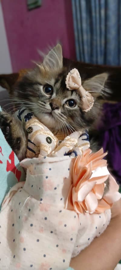 friendly and playful home bread active kittens fluffy fur ball