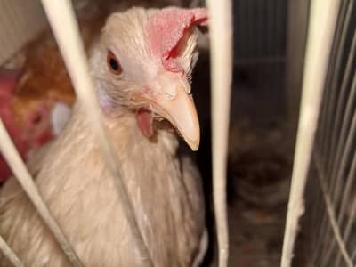 I am selling hens pair  gold misri