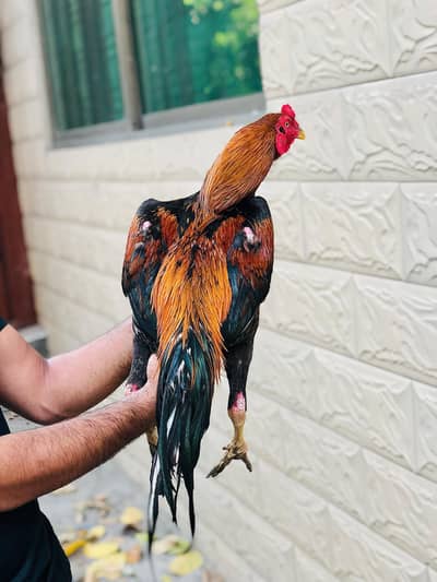 Aseel Long heighted Patha