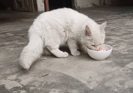 Persian Cat for Sale – Healthy & Friendly”