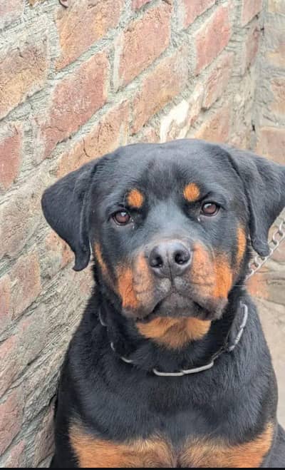 Trained Female Rottweiler | High Guard Instinct | Price Negotiable