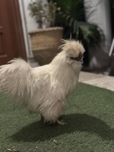 Silkie male 4500