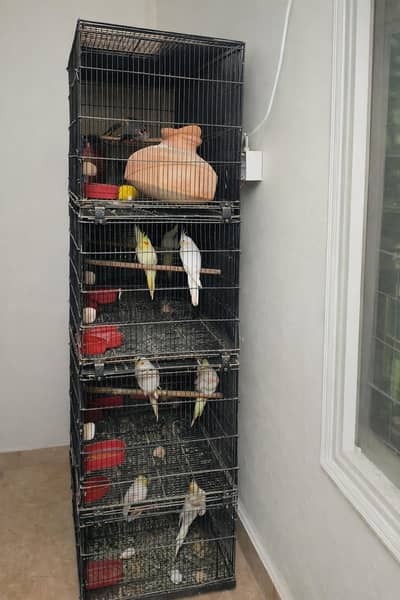 8 Portion Folding Cage