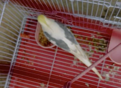 Dark V pied cockatiel Breeder Male