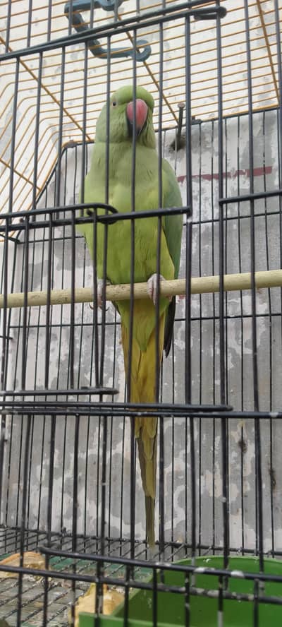 green parrot Female