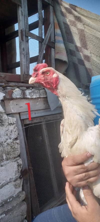 Aseel | Heera Aseel | Thai Pakoya | heera patha | Thai Aseel | Hen