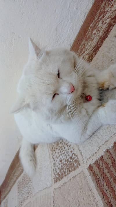 persian cat for sale price 7500