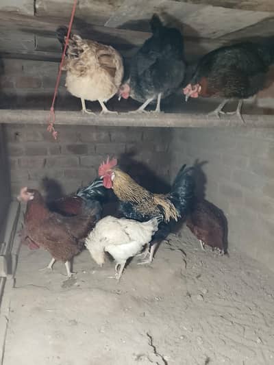 argent sale 03217076649