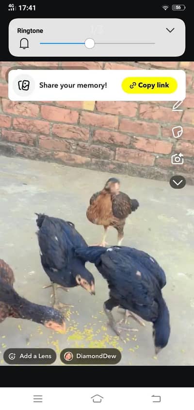 aseel Chicks for sale Sindhi or Thai Kay cross may saray 4k may