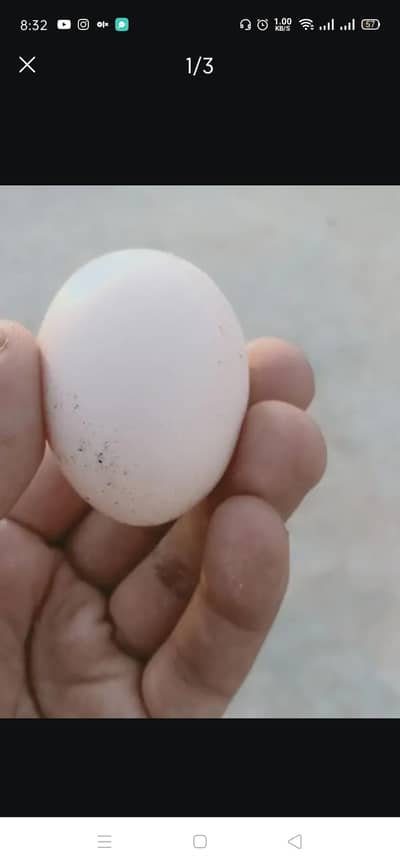 aseel murgi k eggs (andyy)