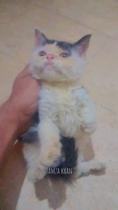 kitten male 45 days exchange Persian female cat kitten only