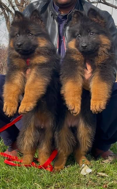 German shepherd puppies