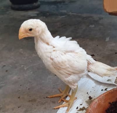 high quality Indian parrot beak