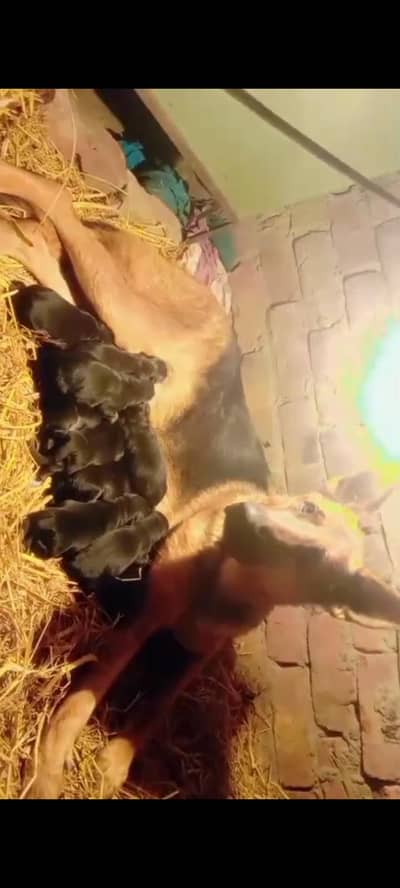 German shepherd | GSD | Female | double coated gsd