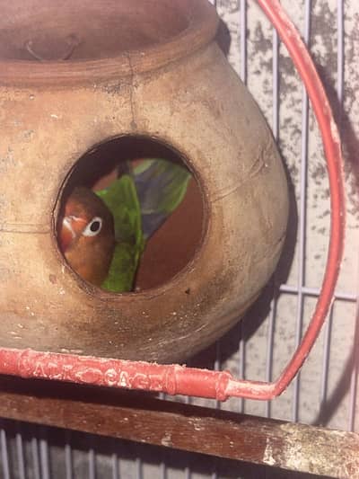 Austrailian Parrot fir sale