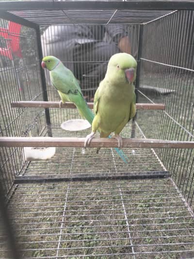 GREEN  BREEDER PAIR