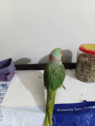 Kashmiri raw parrot Male