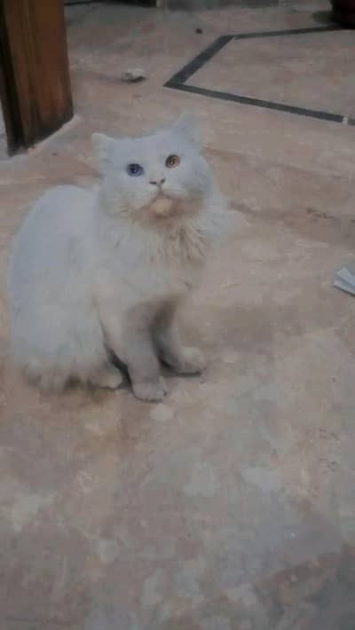 White  Persian Cat