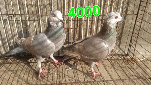 Mashallah beautiful breeder pair for sale.