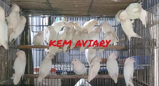 Albino Breeder pieces Available