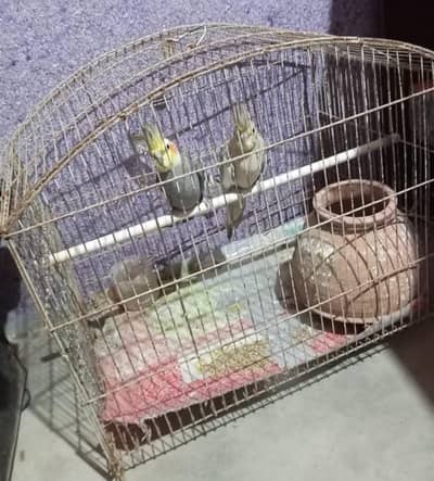 Parrots Pair Cockteil Healthy