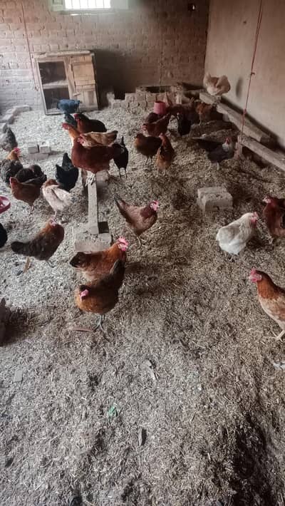 Golden Misri Egg lying Hens for sale