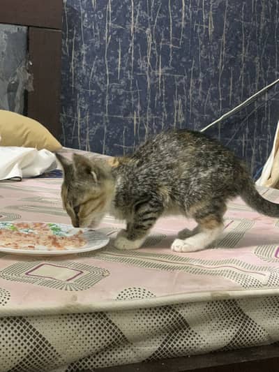 Cute Baby Kitten for sale