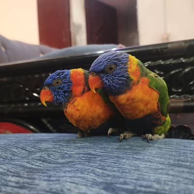 Swinson Lorry Hand Tamed Adult Pair