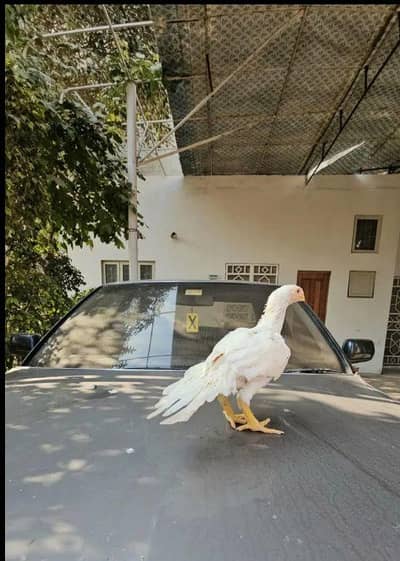 arrot big murga age 3 month for sale 03468444939