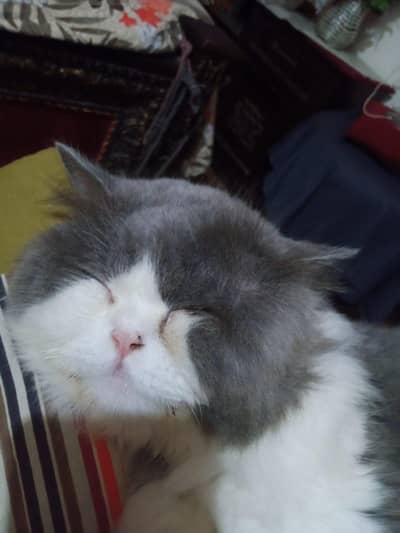 male persian grey white cat available
