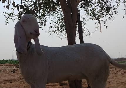 mashallah beautiful rajanpuri gulabi bakri 4 dant rajan puri .