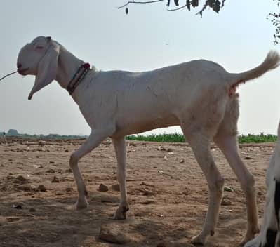 mashallah beautiful rajanpuri gulabi bakri 4 dant rajan puri .