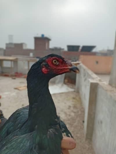 Mianwali pathi hai black nok nali kamal ki hai